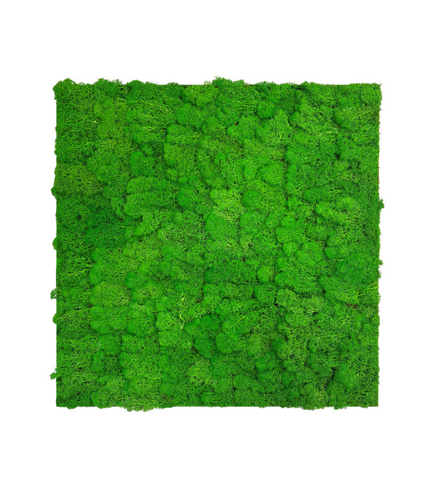 Jangal Modular Wall mospanel 52 x 52 cm - Rich Green